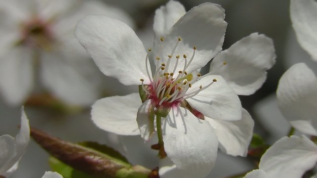 Mirabellenbl&uuml;te - Prunus domestica
