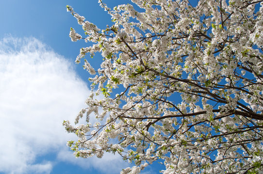 Blüte der Wildpflaume - Prunus cerasifera