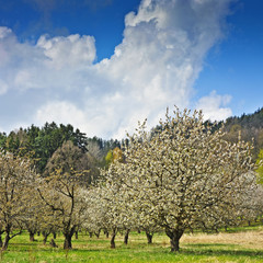 spring cherry trees