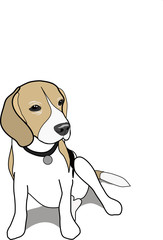 beagle dog