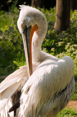 le pélican