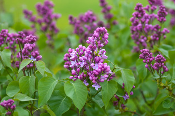 blooming lilac branches in springtime