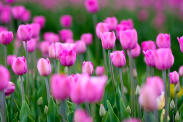 blooming tulips in springtime