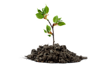 Young green plant on a white background