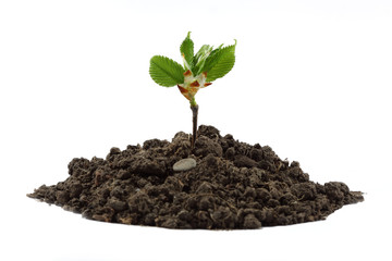 Young green plant on a white background