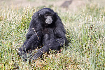Siamang