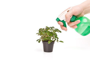 Plant spraying