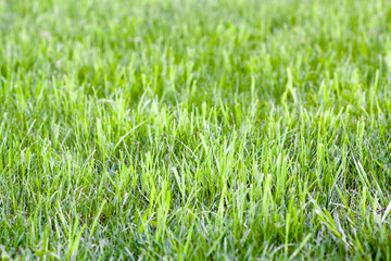 Fototapeta premium Green grass