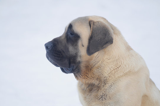MASTIFF