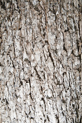 Old dry bark of tree