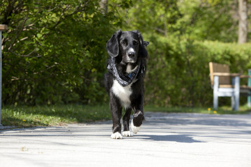 HUND