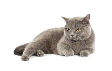 Scottish fold cat grey