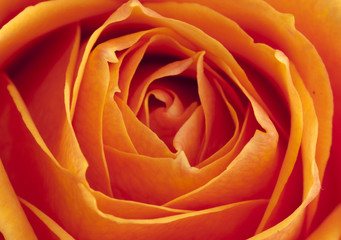 Tea rose