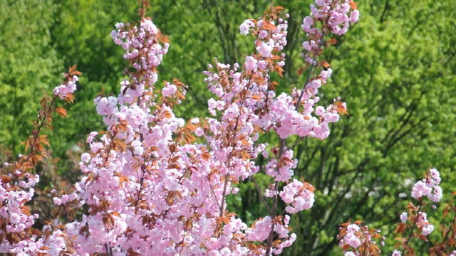 Frühlingsbäume