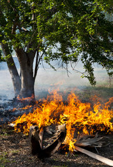 Fire on grass near tree