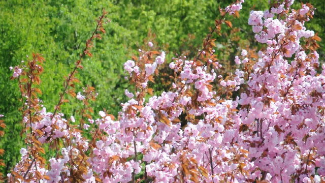 Frühlingsbäume