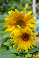 Beautiful sunflowers