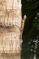 Jaszczurka na drzewie w Segou, Mali © fadamson