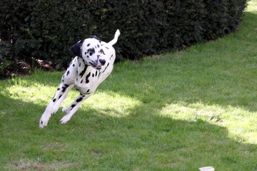 rennender Hund im Garten © Osterland
