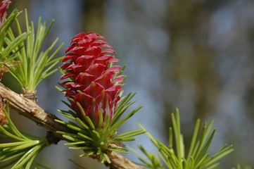 Blüte der Lärche