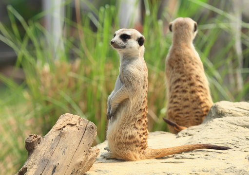 Mongoose