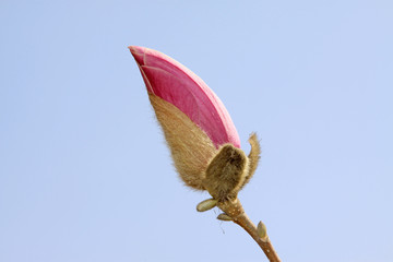 magnolia flower