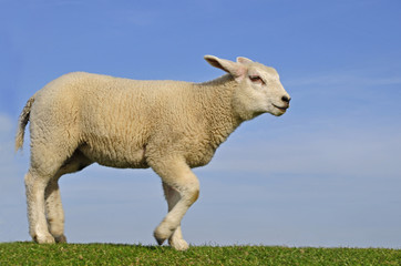 Osterschaf