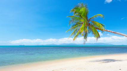 Plakat beach with coconut palm and sea. 16x9 wide-screen aspect ratio