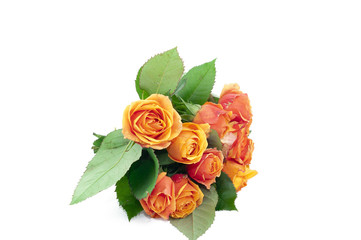 Tea Rose