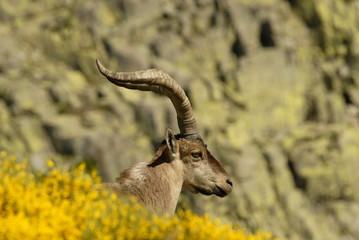 Macho montés en la montaña