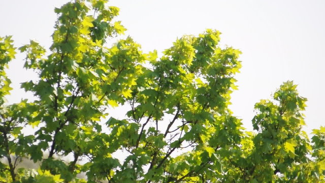 Fr&uuml;hlingsb&auml;ume