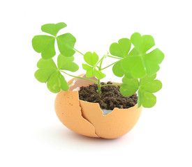 growing green plant in egg shell on white background