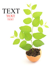 growing green plant in egg shell on white background