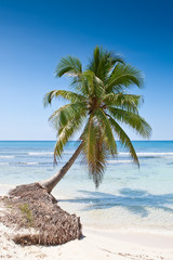 Green palms on white sand beach under blue sky