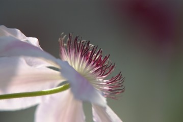 Fleur de cl&eacute;matite (1)