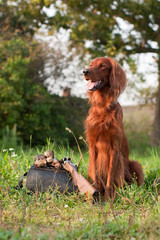 setter with trophy