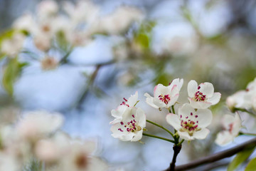 Blooming tree in spring with white flowers