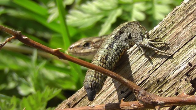 Waldeidechse mit Wunde am Schwanz