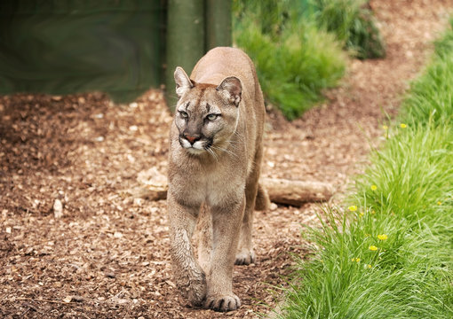 cougar or mountain lion pacing towards camera