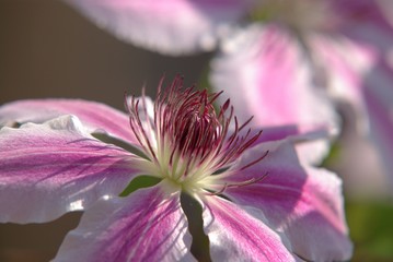 Fleur de cl&eacute;matite (6)