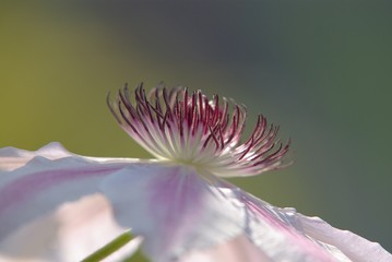 Fleur de cl&eacute;matite (7)