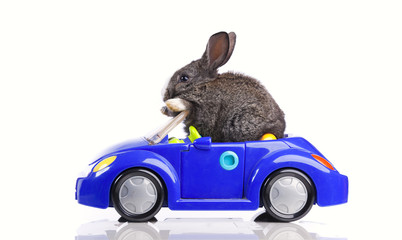 Naklejka premium Rabbit driving a car