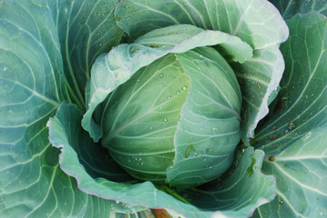 Obraz premium Cabbage