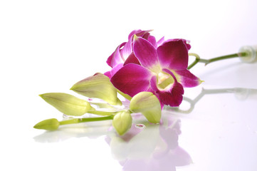 Beautiful Thai orchid with isolated white background.