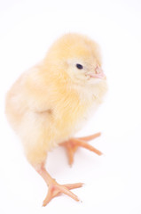 Obraz premium little fluffy chick