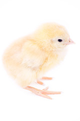 little fluffy chick