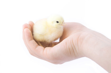 little fluffy chick in hand