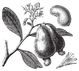 Occidental cashew or Anacardium occidentale tree, apple and nuts