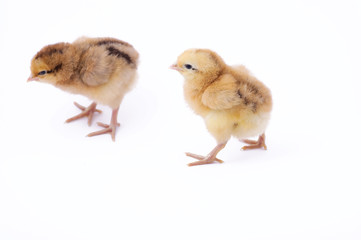 Two small chicken