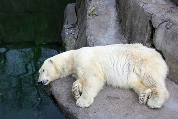 eisbär